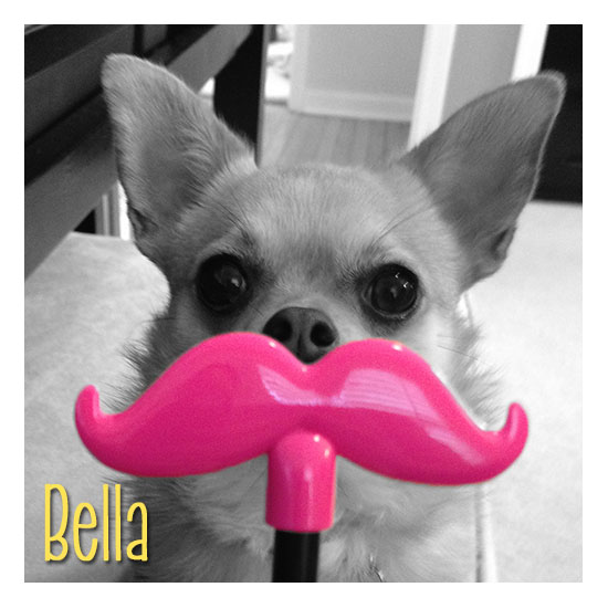 Bella - ZigZag Wags Co-Founder