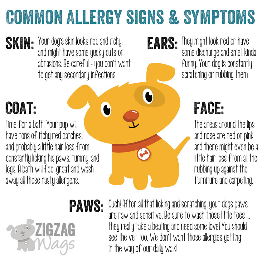 Dog Allergies are the WORST! » ZigZag Wags