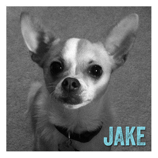 Jake - ZigZag Wags Co-Founder