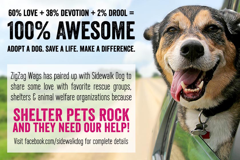 Shelter Pets Rock Leash Giveaway
